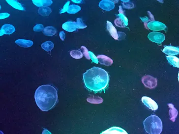 すみだ水族館に投稿された画像（2020/10/12）