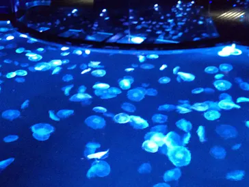 すみだ水族館に投稿された画像（2020/10/12）