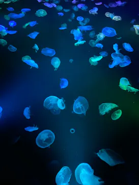 すみだ水族館に投稿された画像（2020/10/13）