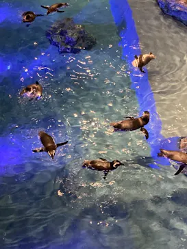 すみだ水族館に投稿された画像（2020/10/13）