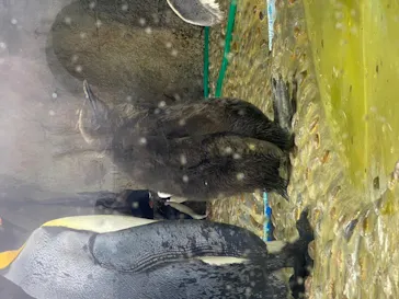 仙台うみの杜水族館に投稿された画像（2020/10/13）