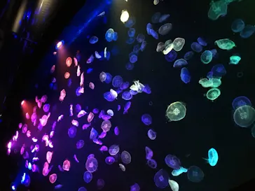 すみだ水族館に投稿された画像（2020/10/13）