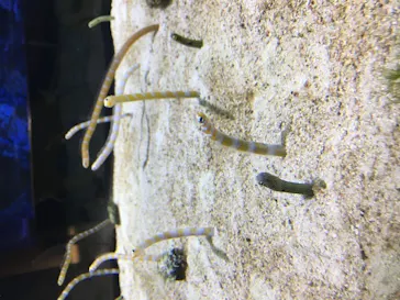 すみだ水族館に投稿された画像（2020/10/13）