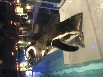 すみだ水族館に投稿された画像（2020/10/13）