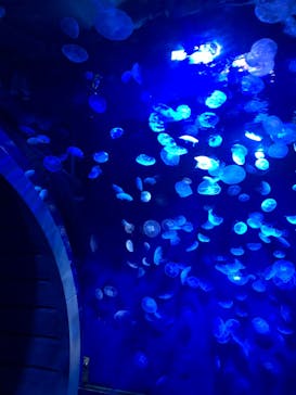 サンシャイン水族館に投稿された画像（2020/10/13）