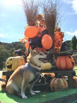 わんダフルネイチャーヴィレッジに投稿された画像（2020/10/13）