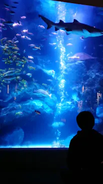 すみだ水族館に投稿された画像（2020/10/13）