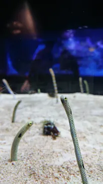 すみだ水族館に投稿された画像（2020/10/13）