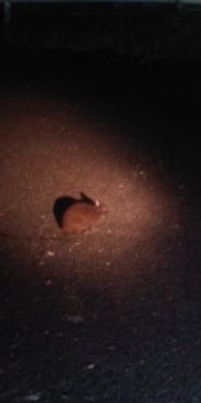 ミッドナイトツアー 奄美に投稿された画像（2020/10/13）