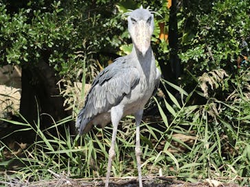 神戸どうぶつ王国に投稿された画像（2020/10/13）