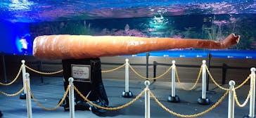 サンシャイン水族館に投稿された画像（2020/10/13）