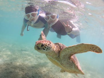 アマミエンシスに投稿された画像（2020/10/13）