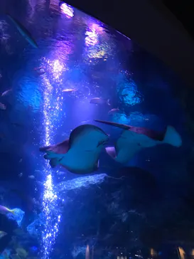 すみだ水族館に投稿された画像（2020/10/13）