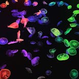 すみだ水族館に投稿された画像（2020/10/14）