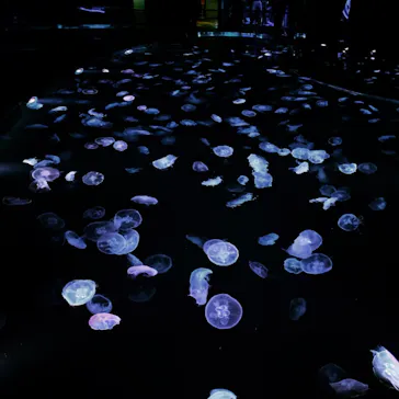 すみだ水族館に投稿された画像（2020/10/14）