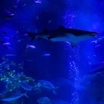 すみだ水族館に投稿された画像（2020/10/14）