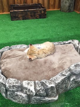 神戸どうぶつ王国に投稿された画像（2020/10/14）