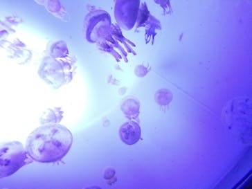 サンシャイン水族館に投稿された画像（2020/10/14）