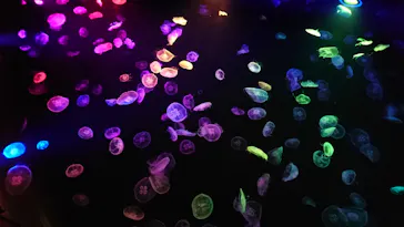 すみだ水族館に投稿された画像（2020/10/14）