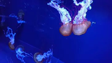 すみだ水族館に投稿された画像（2020/10/14）