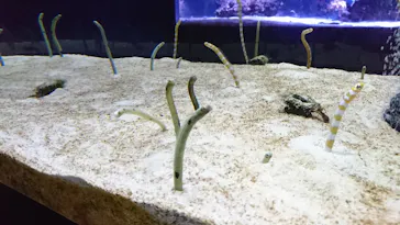 すみだ水族館に投稿された画像（2020/10/14）