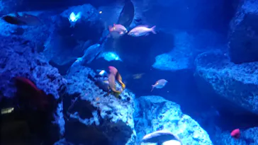 すみだ水族館に投稿された画像（2020/10/14）