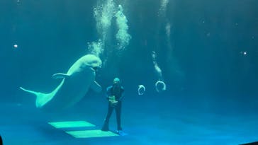 島根県立 しまね海洋館に投稿された画像（2020/10/14）