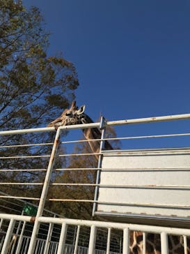 九十九島動植物園森きららに投稿された画像（2020/10/14）