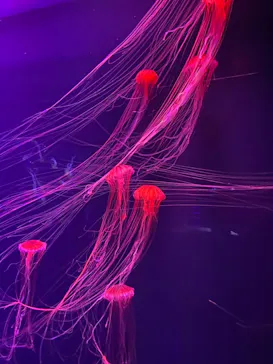 すみだ水族館に投稿された画像（2020/10/14）