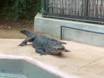 熱川バナナワニ園に投稿された画像（2020/10/14）