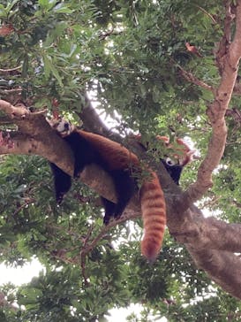 熱川バナナワニ園に投稿された画像（2020/10/14）