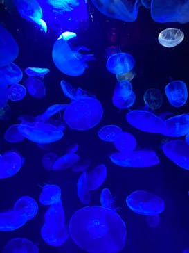 サンシャイン水族館に投稿された画像（2020/10/14）