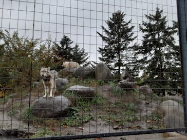 旭川市旭山動物園に投稿された画像（2020/10/14）