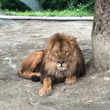 群馬サファリパークに投稿された画像（2020/10/15）