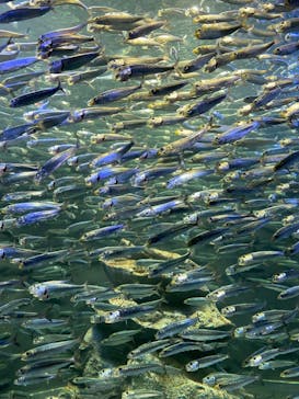 サンシャイン水族館に投稿された画像（2020/10/15）