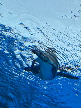 サンシャイン水族館に投稿された画像（2020/10/15）