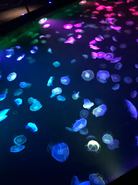 すみだ水族館に投稿された画像（2020/10/15）