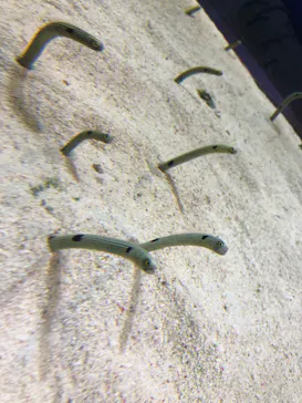 すみだ水族館に投稿された画像（2020/10/15）