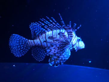 大分マリーンパレス水族館 「うみたまご」に投稿された画像（2020/10/15）