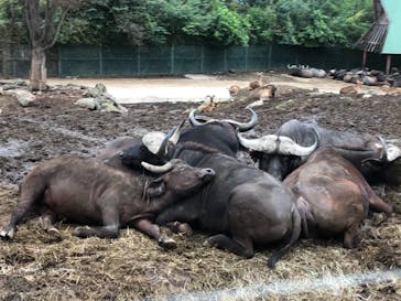 群馬サファリパークに投稿された画像（2020/10/15）