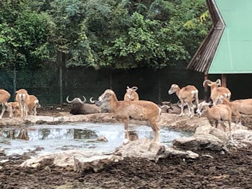 群馬サファリパークに投稿された画像（2020/10/15）