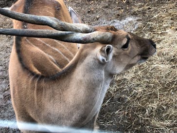 群馬サファリパークに投稿された画像（2020/10/15）