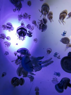 サンシャイン水族館に投稿された画像（2020/10/15）