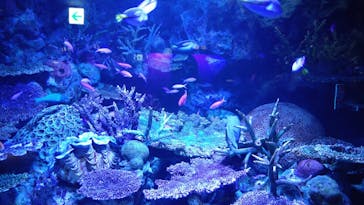 サンシャイン水族館に投稿された画像（2020/10/16）