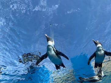 サンシャイン水族館に投稿された画像（2020/10/16）