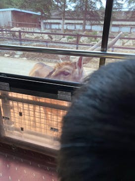 群馬サファリパークに投稿された画像（2020/10/16）