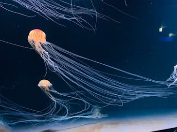 サンシャイン水族館に投稿された画像（2020/10/17）