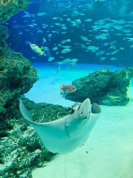 サンシャイン水族館に投稿された画像（2020/10/17）