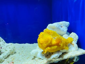 サンシャイン水族館に投稿された画像（2020/10/17）