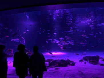 サンシャイン水族館に投稿された画像（2020/10/17）
